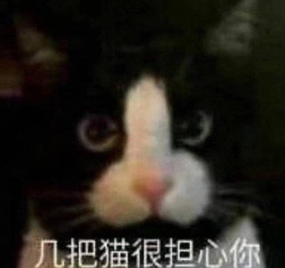 几把猫是什么梗？  第1张