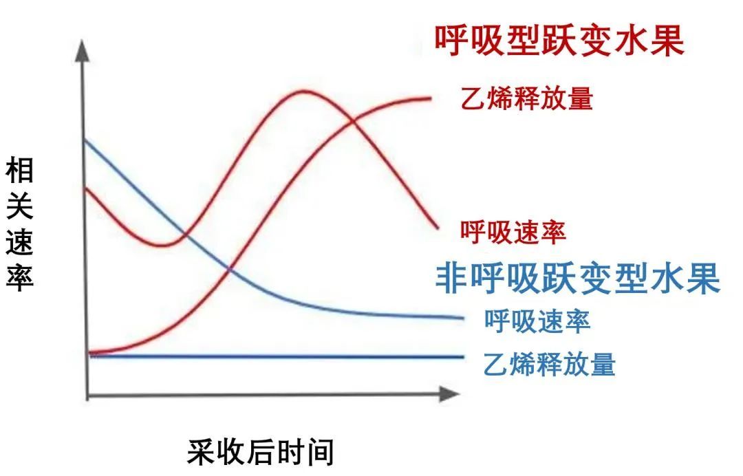 水果放放会变得更甜吗？  第2张